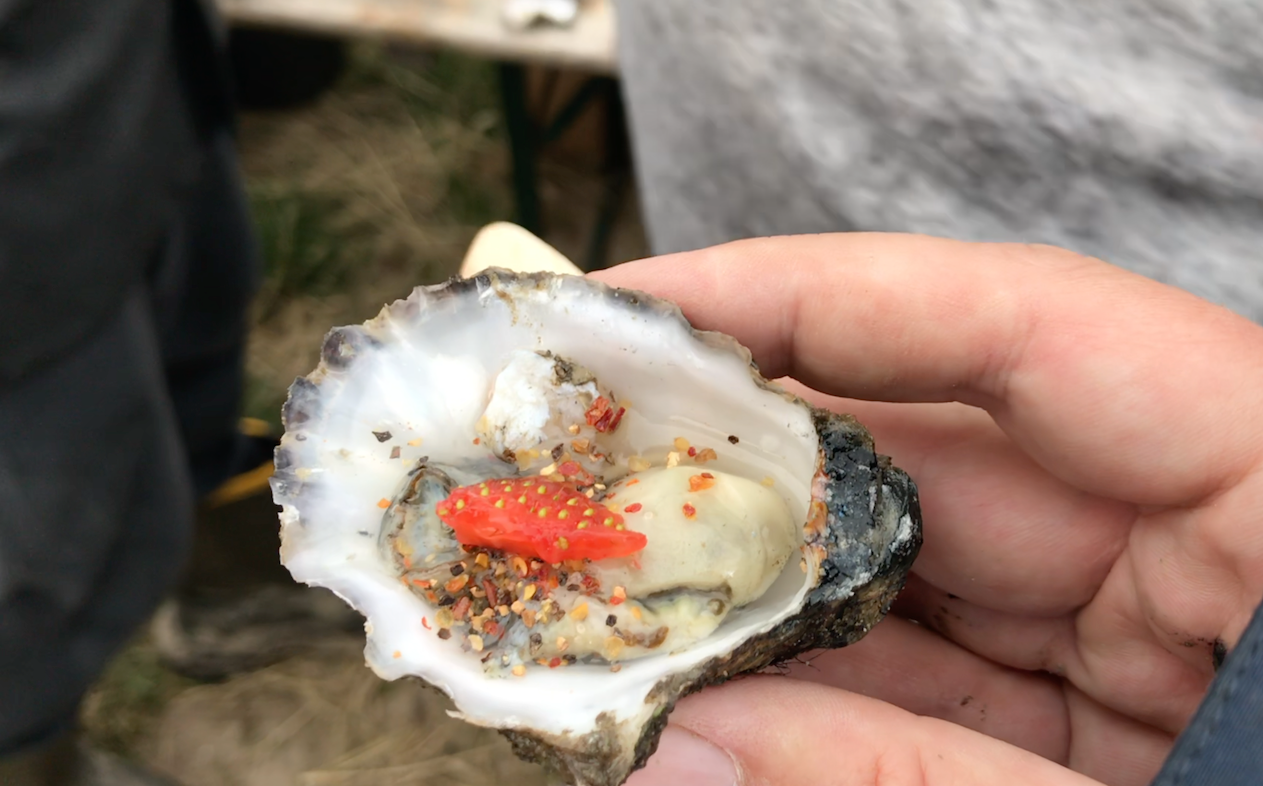 Austern sammeln auf Fanø